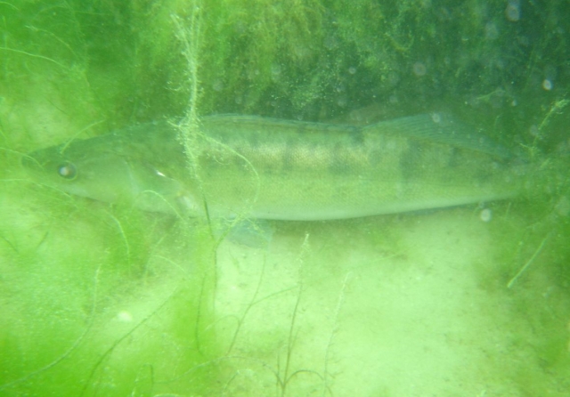  Descubriendo la fauna y flora submarina 